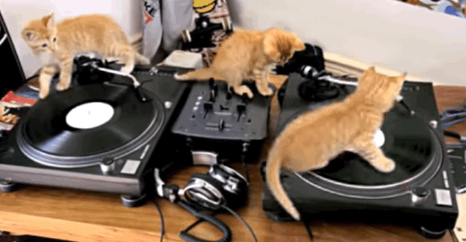 music-cat-1